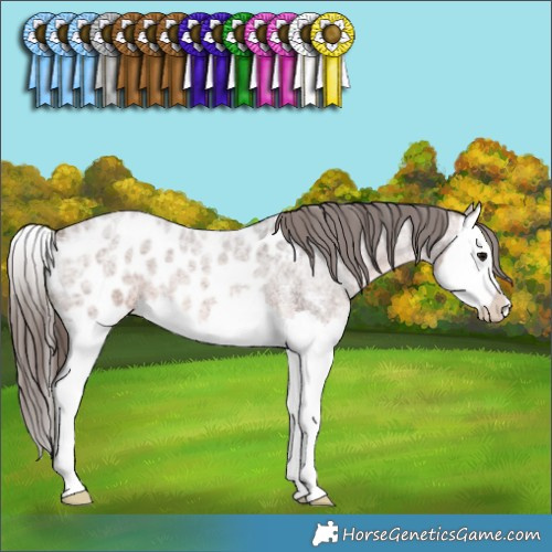 Horse Color:Brown Ice Roan Splash Appaloosa Rabicano 