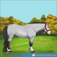 Horse Color:Bay Chinchilla 
