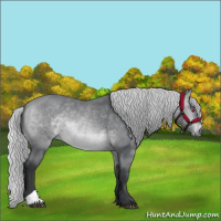 Horse Color:Silver Bay Chinchilla 