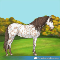 Horse Color:Amber Champagne Appaloosa 