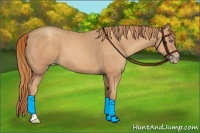 Horse Color:Gold Champagne 