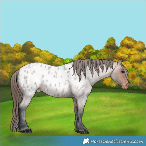 Horse Color:Bay Roan Appaloosa 