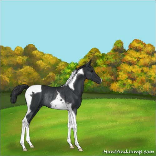 Horse Color:Black Tobiano Rabicano 