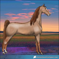 Horse Color:Red Dun Splash 