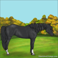 Horse Color:Black and Black