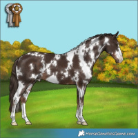 Horse Color:White Spotted Liver Chestnut 