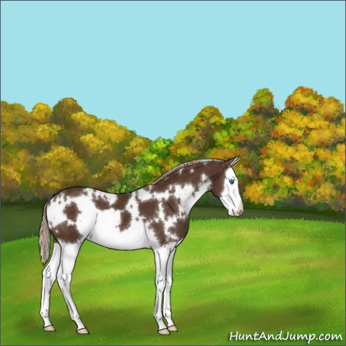 Horse Color:White Spotted Liver Chestnut Splash 