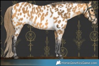 Horse Color:Buckskin Near Leopard 