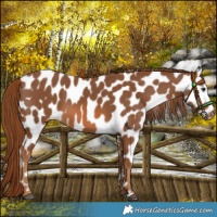 Horse Color:Chestnut Near Leopard 