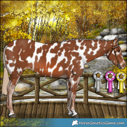 Horse Color:Chestnut Appaloosa 