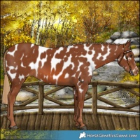 Horse Color:Chestnut Appaloosa 