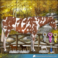 Horse Color:Chestnut Near Leopard 