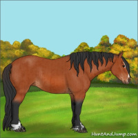 Horse Color:Bay Sabino Rabicano and Bay Sabino Rabicano