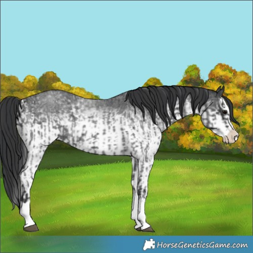 Horse Color:Blue Roan Sabino Splash  and White Spotted Black Sabino Splash 