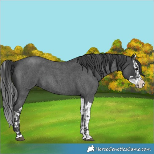 Horse Color:Blue Roan Sabino Splash  and Blue Roan Sabino Splash 