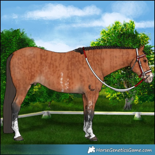 Horse Color:Bay Sabino Rabicano and Bay Sabino Rabicano