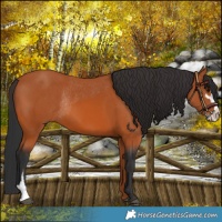 Horse Color:Bay Sabino Rabicano  and Bay Sabino Rabicano 