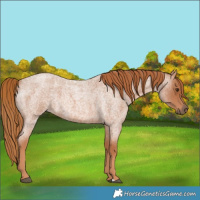 Horse Color:Red Roan 