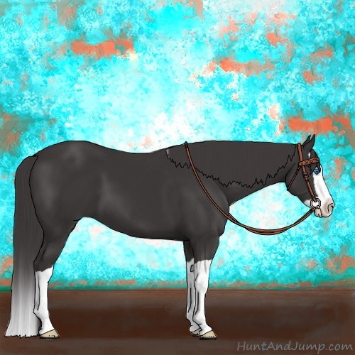 Horse Color:Smoky Black Splash