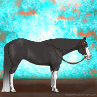 Horse Color:Smoky Black Splash