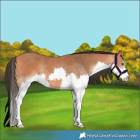 Horse Color:Bay Splash