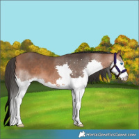 Horse Color:Bay Splash