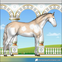 Horse Color:Red Dun Splash 