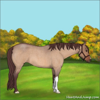 Horse Color:Chocolate Bay Roan Dun 
