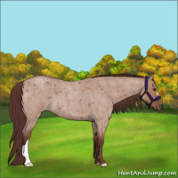 Horse Color:Chocolate Bay Roan Dun