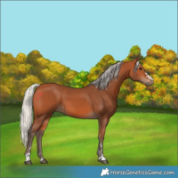 Horse Color:Silver Bay 