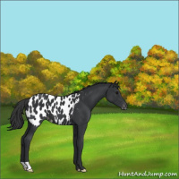 Horse Color:Black Near Leopard 