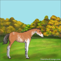 Horse Color:Bay Sabino Appaloosa Rabicano 