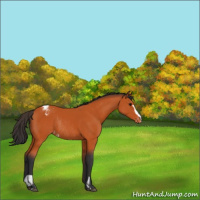 Horse Color:Bay Sabino Varnish Rabicano