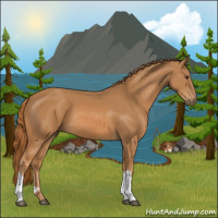 Horse Color:Chestnut 