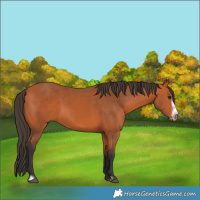 Horse Color:Bay Frame 