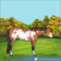 Horse Color:Bay Frame 