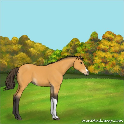 Horse Color:Buckskin 