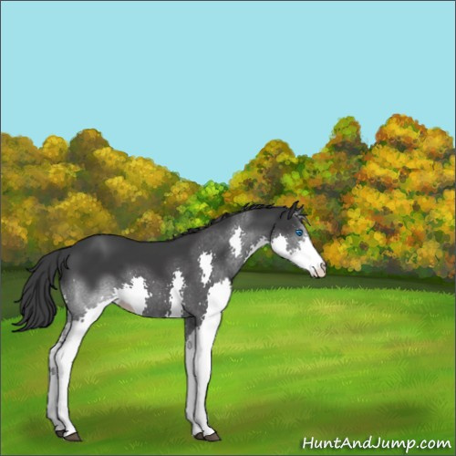 Horse Color:Black Splash 