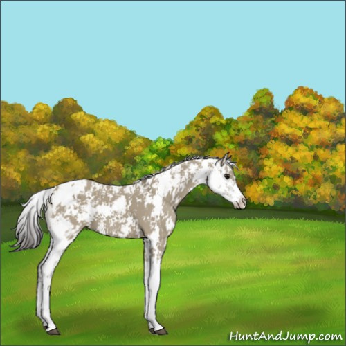 Horse Color:Smoky Grullo Sabino 
