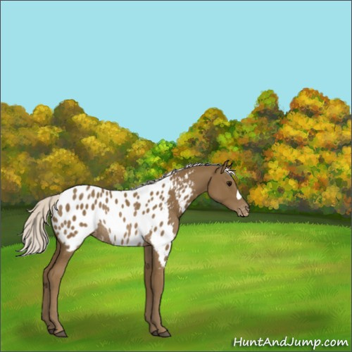 Horse Color:Silver Smoky Black Appaloosa Rabicano 