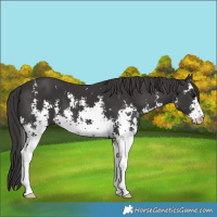 Horse Color:Smoky Black Sabino 