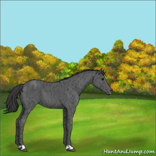 Horse Color:Black Ice 