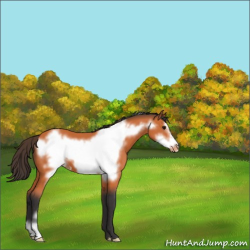 Horse Color:Bay Frame Appaloosa 