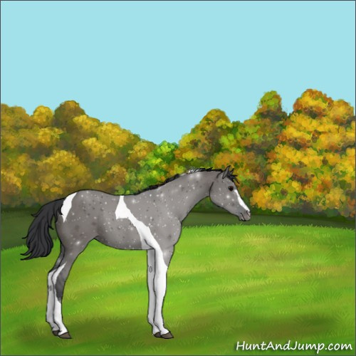 Horse Color:Grullo Sabino Tobiano 