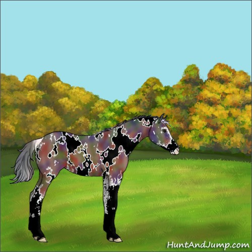 Horse Color:Nacre White Spotted Brown Sabino Appaloosa 