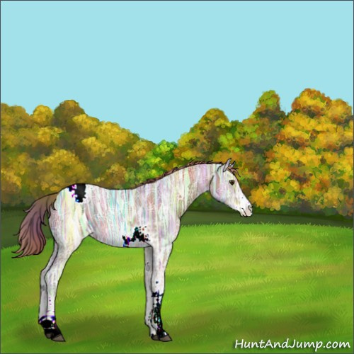 Horse Color:Nacre Chestnut Ice Sabino Appaloosa 