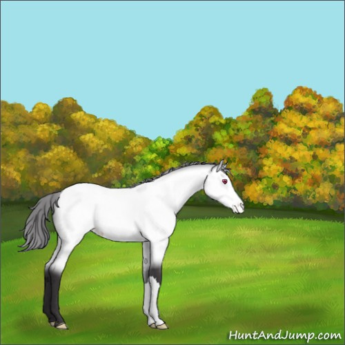 Horse Color:Buckskin Chinchilla Appaloosa 