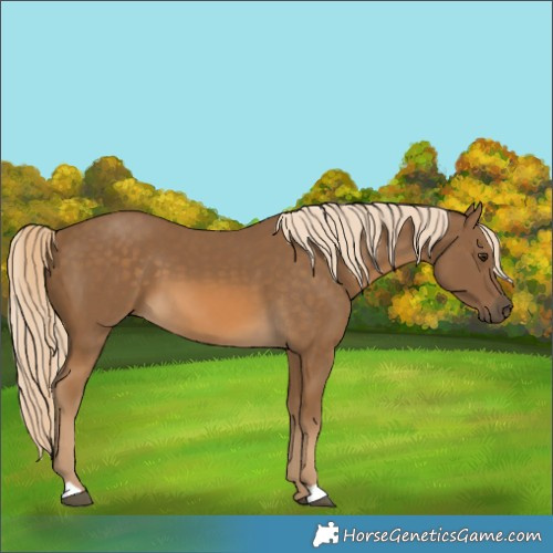 Horse Color:Chocolate Palomino 