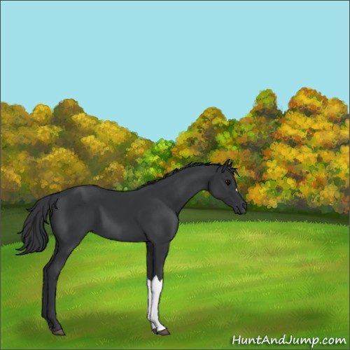 Horse Color:Black 
