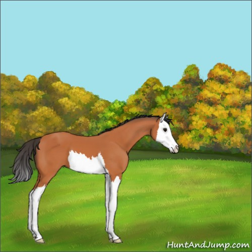 Horse Color:Bay Splash 